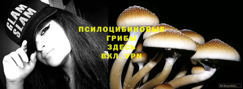 Псилоцибиновые грибы Psilocybe  Рязань 